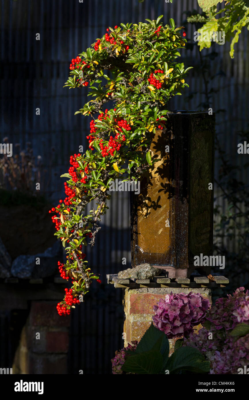 2012-10-03 Northampton UK. Bonsia.Pyracantha (Prunus coccinea) Cascade Style with a shaft of Autumn sunshine lighting up the berries and pot. Stock Photo
