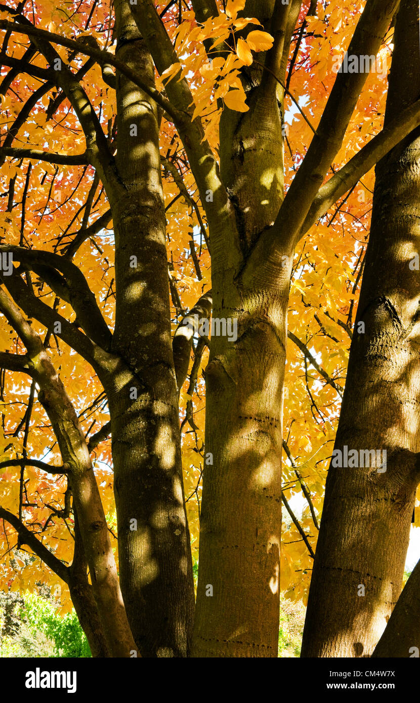 Thursday 4th October 2012 - The Royal Botanic Gardens, Kew, Surrey, England, UK. Autumn colors begin to reveal themselves in all their glory. After a very wet summer the Forestry Commission is predicting a glorious autumn of color in the UK. Stock Photo