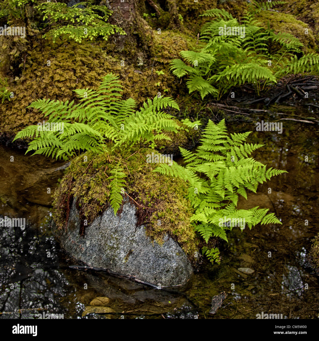 July 5, 2012 - Borough Of Juneau, Alaska, US - Lichen and moss covered ...