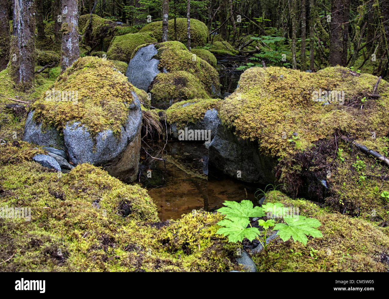 July 5, 2012 - Borough Of Juneau, Alaska, US - Lichen and moss covered ...