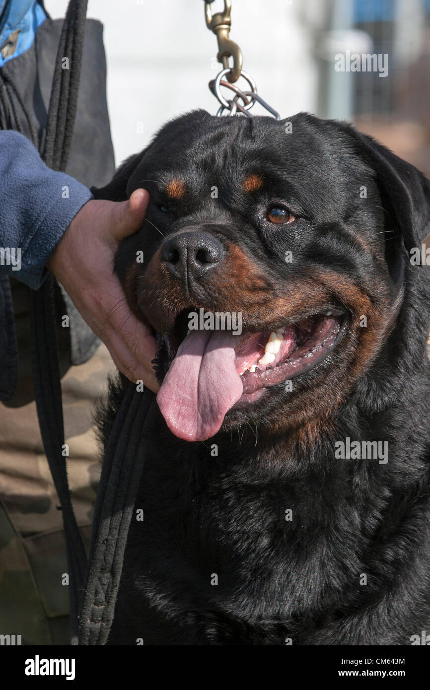 British rottweiler sports dog club dog show northants harrington hi-res ...