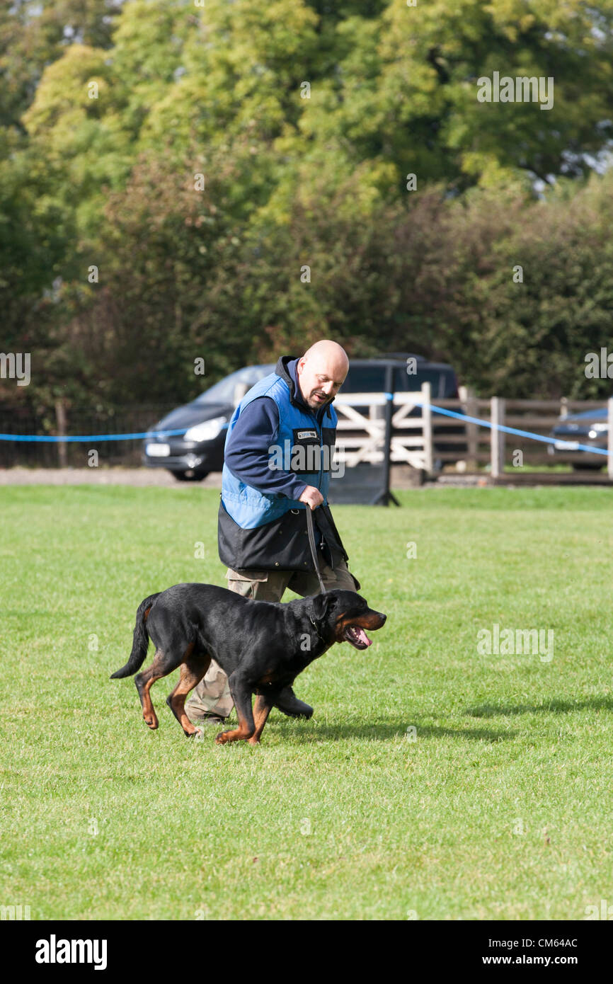 Sport Rottweiler British rottweiler sports dog club dog show northants harrington hi-res ...