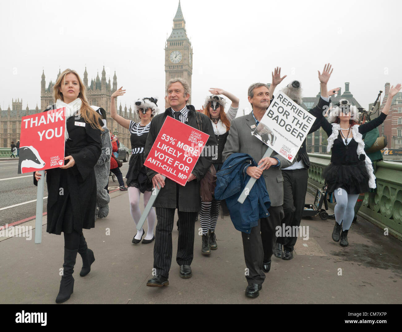 24/10/2012, London UK. Members of League Against Cruel Sports, including Chief Executive Joe Duckworth,(centre) walk along Westminster Bridge backed by The Artful Badger dance troupe, before heading to Parliament and lobbying MP's to stop the culling of badgers. Planned badger culls, called to prevent the spread of bovine TB from badgers to cattle, have been postponed until 2013 but badger supporters have called for the cull to be stopped entirely. Stock Photo