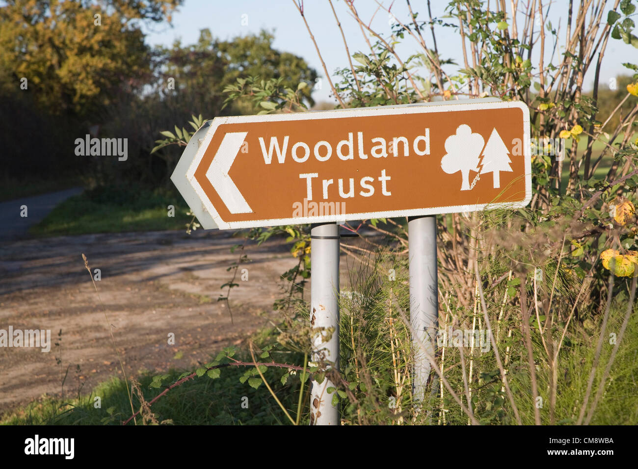 Suffolk, UK. 30 October 2012, The Forestry Commission has confirmed the presence of ash dieback disease; caused by the chalara fraxinea fungus; at several locations in Suffolk after it was reported in both mature and ancient woodland at Pound Farm; Great Glemham; Suffolk, England last week. Stock Photo