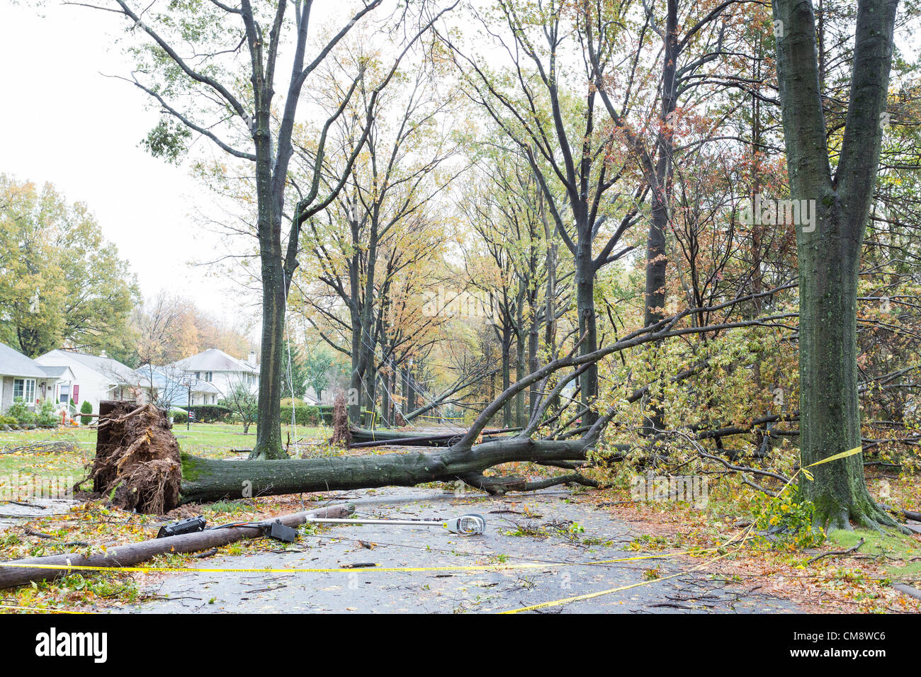 Strong winds of a Hurricane Sandy caused trees to topple bringing down ...