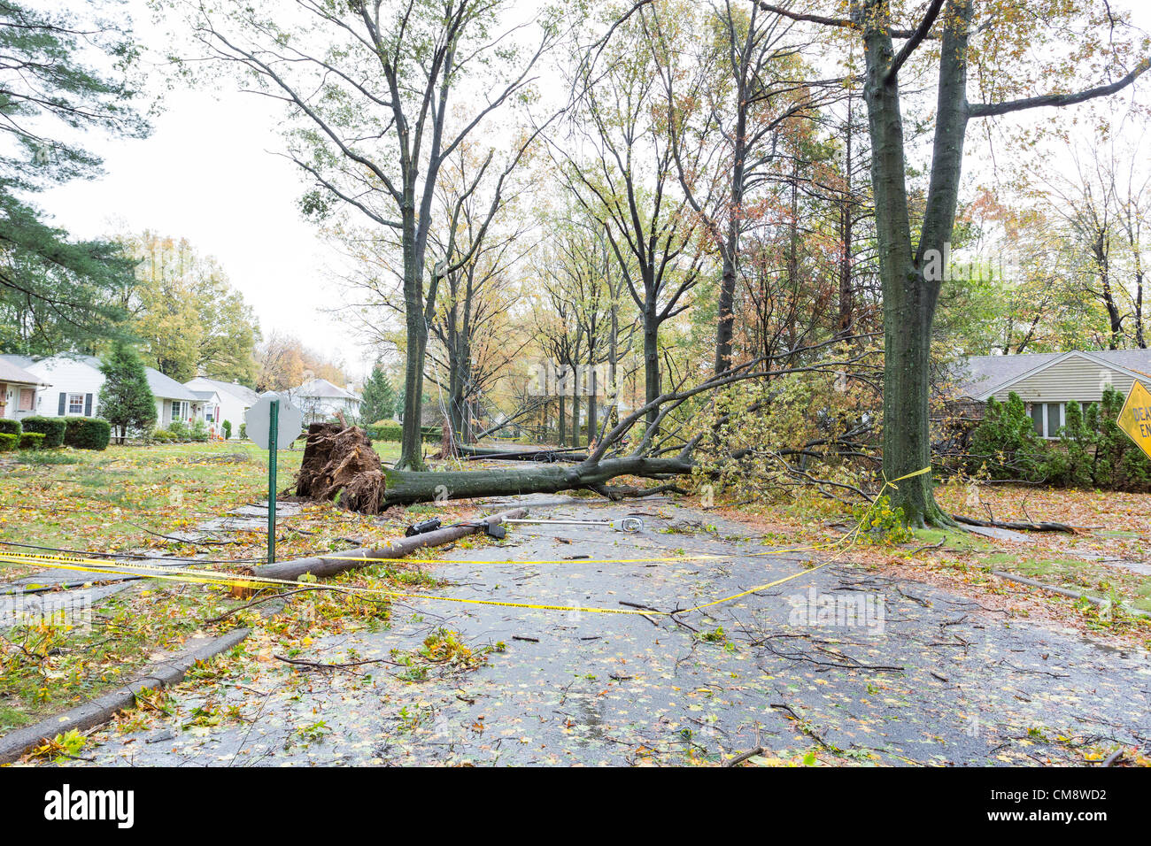 Hurricane Winds Tree High Resolution Stock Photography and Images - Alamy