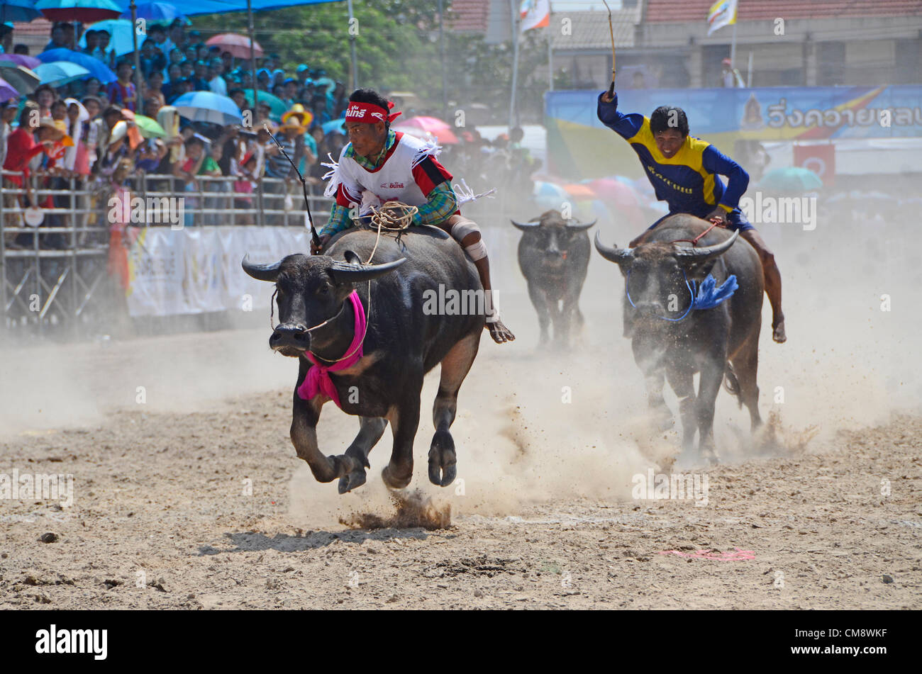 Water buffaloes racing at Chonburi World Buffalo Carnival,Thailand