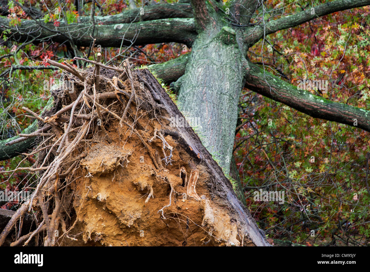 New Jersey, USA. 30th October 2012. Hurricane Sandy tree damage, Moorestown, New Jersey, USA Stock Photo