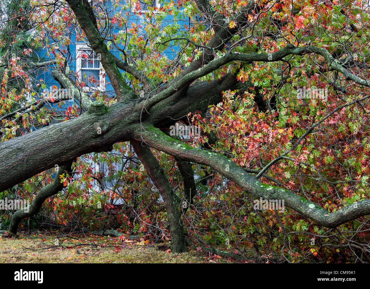 New Jersey, USA. 30th October 2012. Hurricane Sandy tree damage, Moorestown, New Jersey, USA Stock Photo