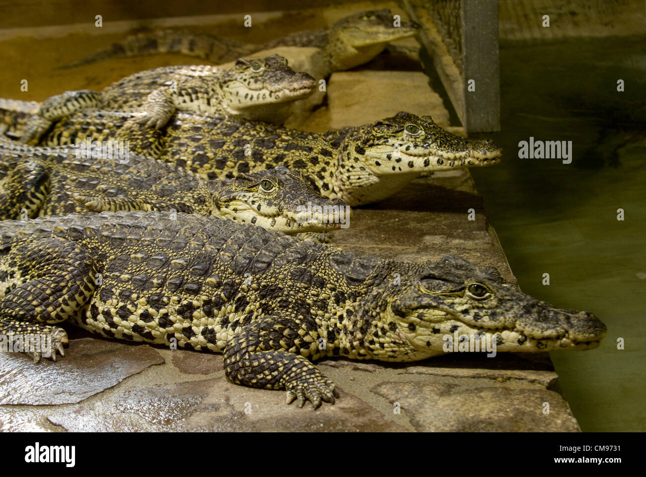 Crocodiles at a farm hi-res stock photography and images - Page 6 - Alamy