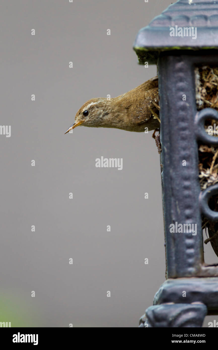 3rd July 2012 Northampton UK. Female Wren Troglodytes troglodytes (Troglodytidae) at the nest which has been built by the male in a Cast Iron Lamp, she is lining it ready to breed. Stock Photo