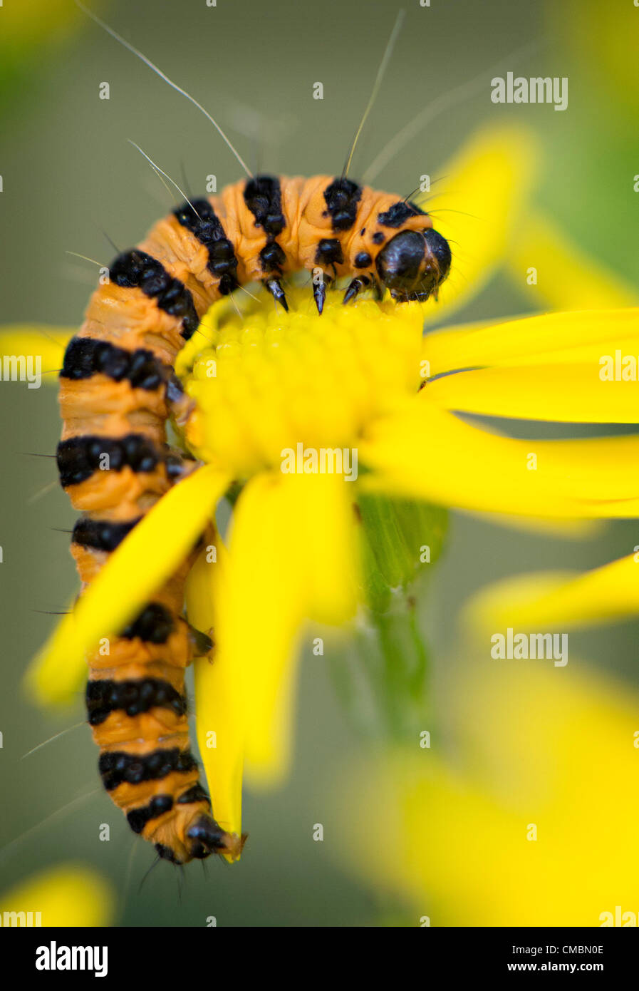 July 12, 2012 - Roseburg, Oregon, U.S - A cinnabar moth caterpillar feeds on a tansy ragwort plant in a field on a ranch near Roseburg. Cinnabar moths were introduced into North America to control the poisonous ragwort plant on which its larvae feed. The feeding larvae absorb toxins from the ragwort plants and become unpalatable to predators.  Their bright colors serve as a warning sign. (Credit Image: © Robin Loznak/ZUMAPRESS.com) Stock Photo