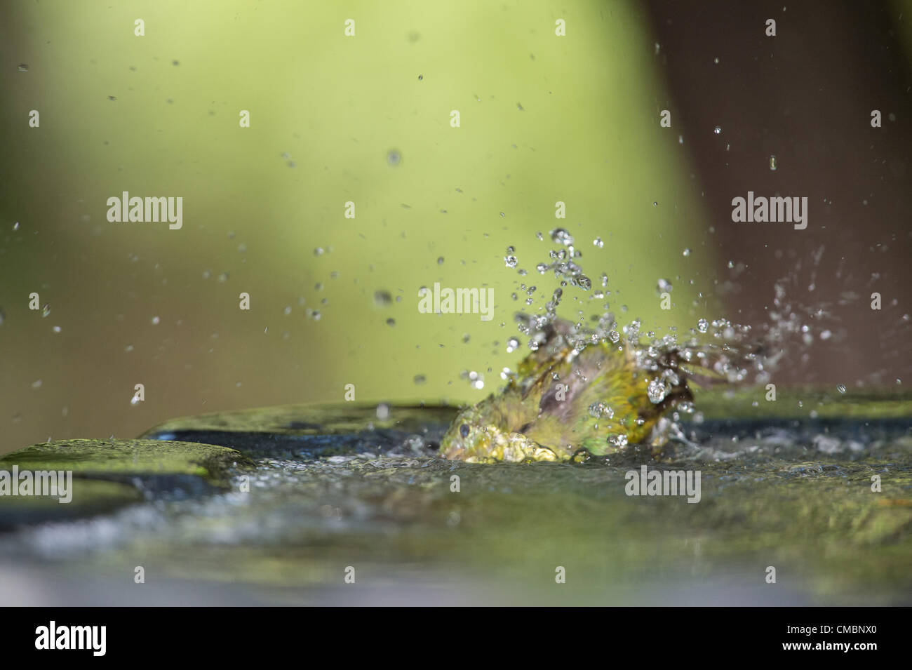 A female painted bunting finds relief from the fierce southern sun by