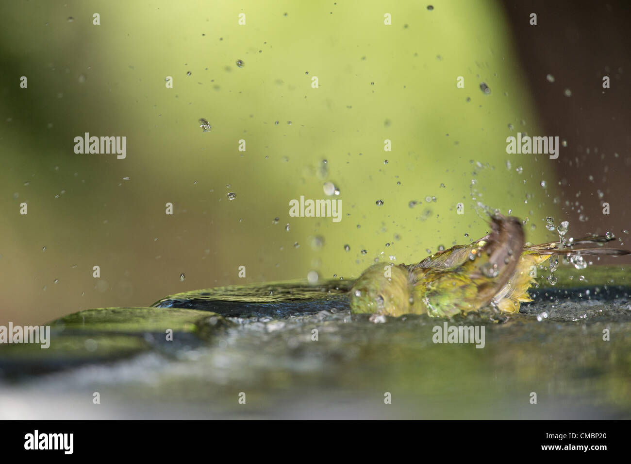 A drenched female painted bunting spins her head frantically as she