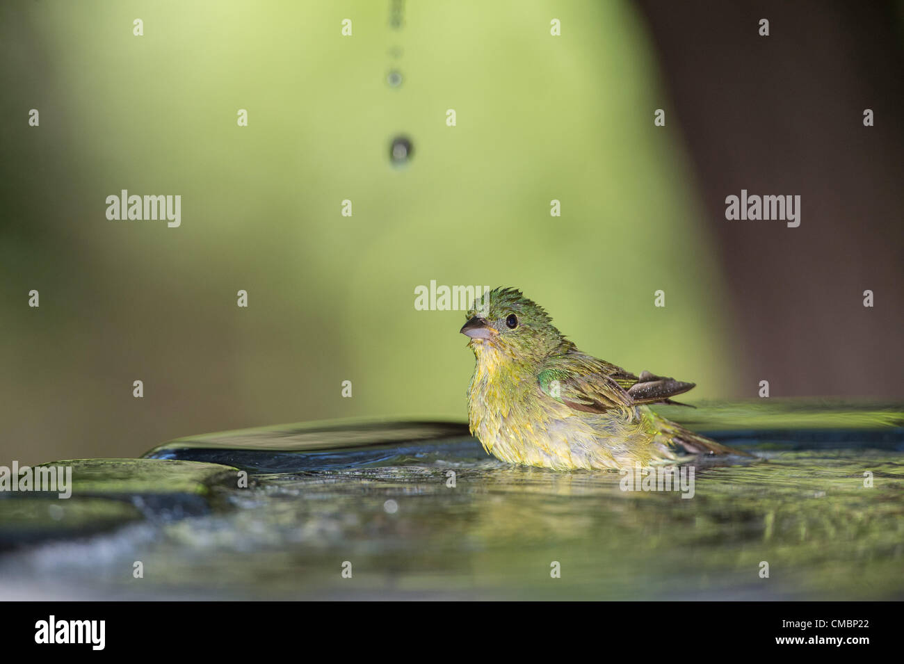 Female painted bunting hires stock photography and images Alamy