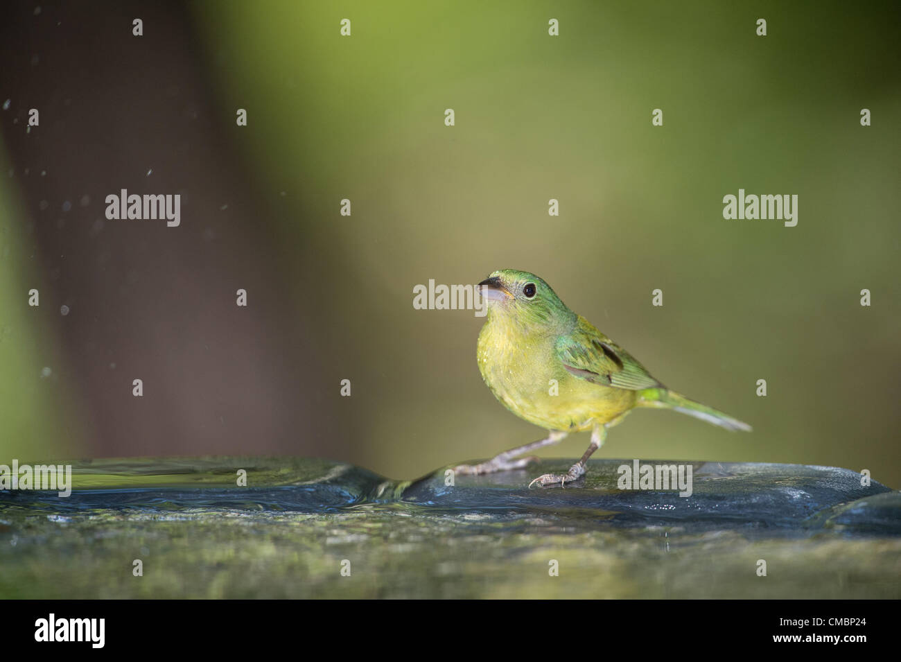 A hot female painted bunting looks for relief from the fierce southern
