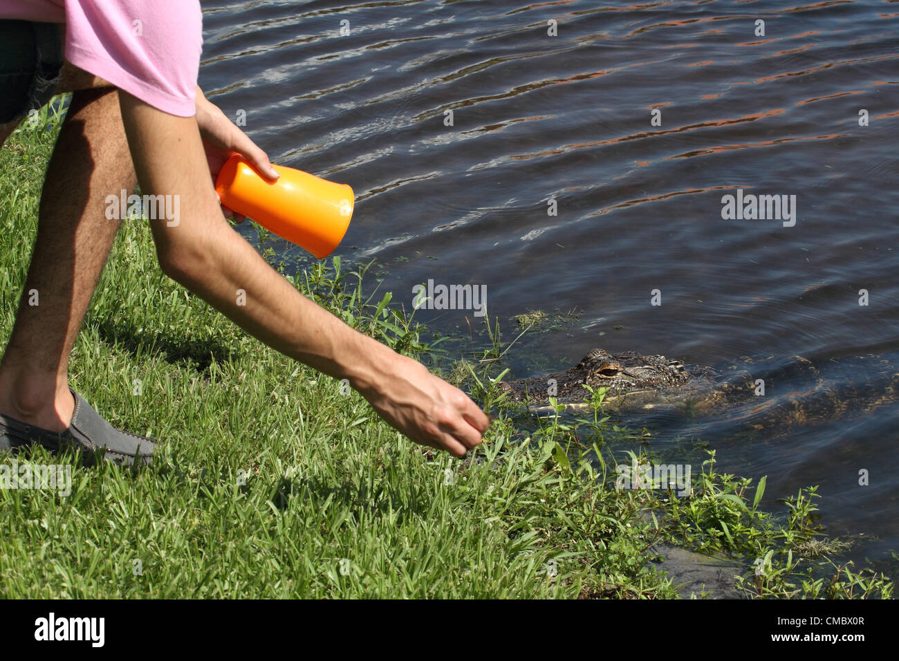 27th June 20121 A small alligator close to rental homes in Florida