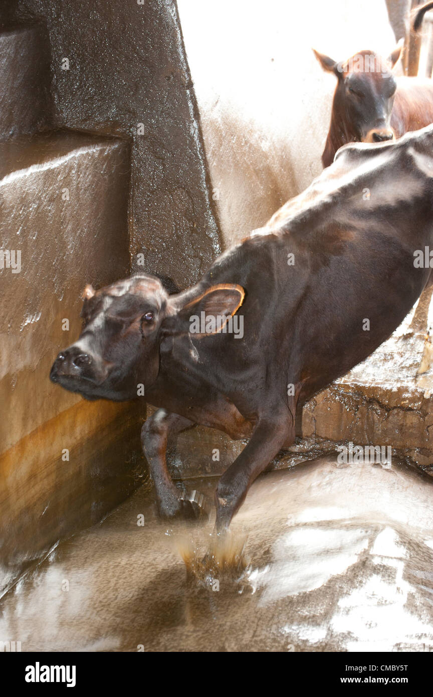 Cattle dip hires stock photography and images Alamy