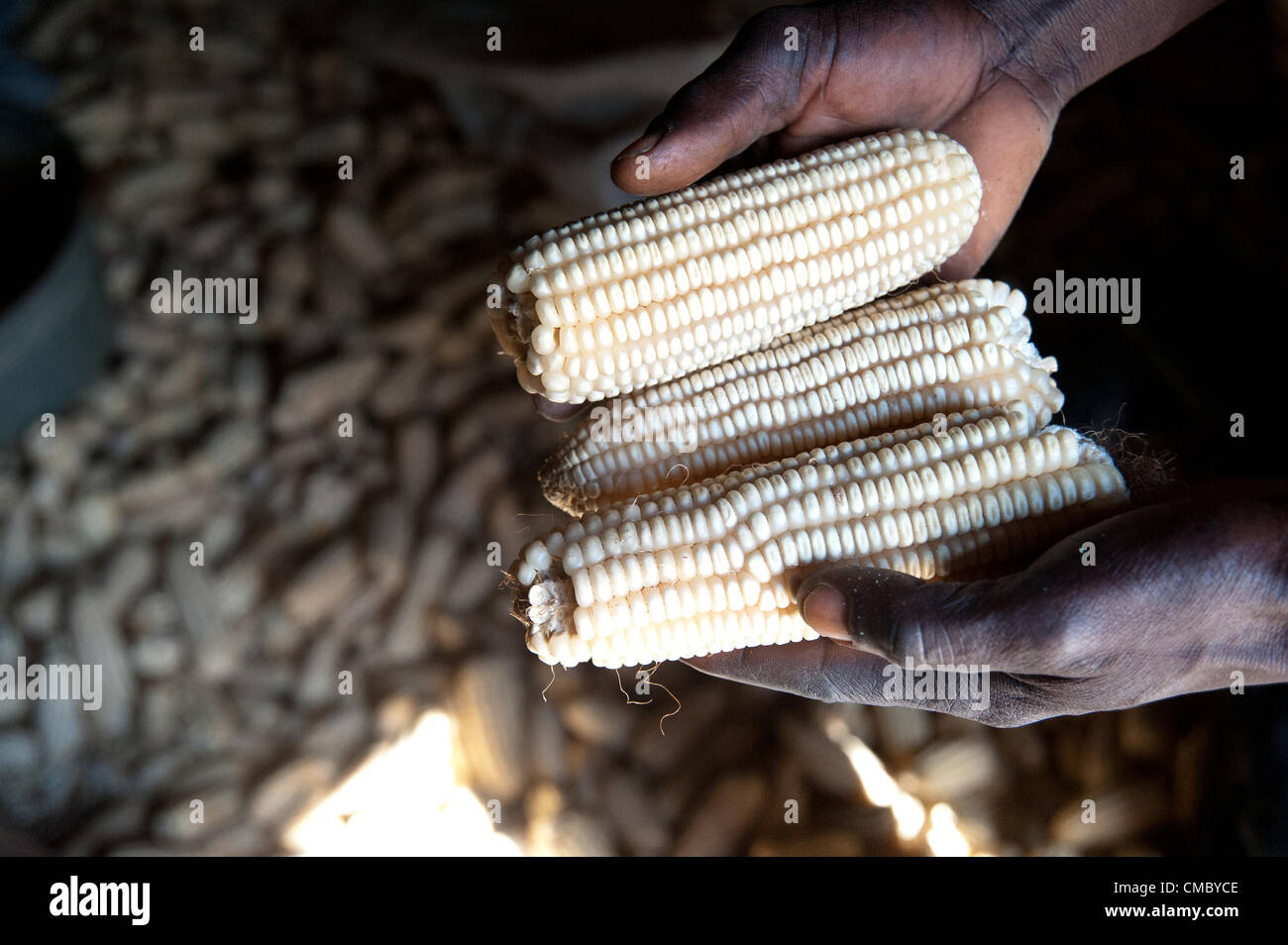 June 18, 2012 - Chingara (Village, Zimbabwe - June 18, 2012, Murewa, Zimbabwe - A CRS beneficiary inspects some of the three tons of maize he harvested in 2011using Conservation Agriculture (CA) techniques taught him by CRS. Working through local partner agency the Community Technology Development Trust (CTDT), this farmer learned the techniques of mulching, seed selection and basin farming that have allowed him to dramatically increase his yield. CA is part of the Protracted Recovery Program (PRP) CRS is implementing in 12 districts of Zimbabwe. (Credit Image: © David Snyder/ZUMAPRESS.com) Stock Photo