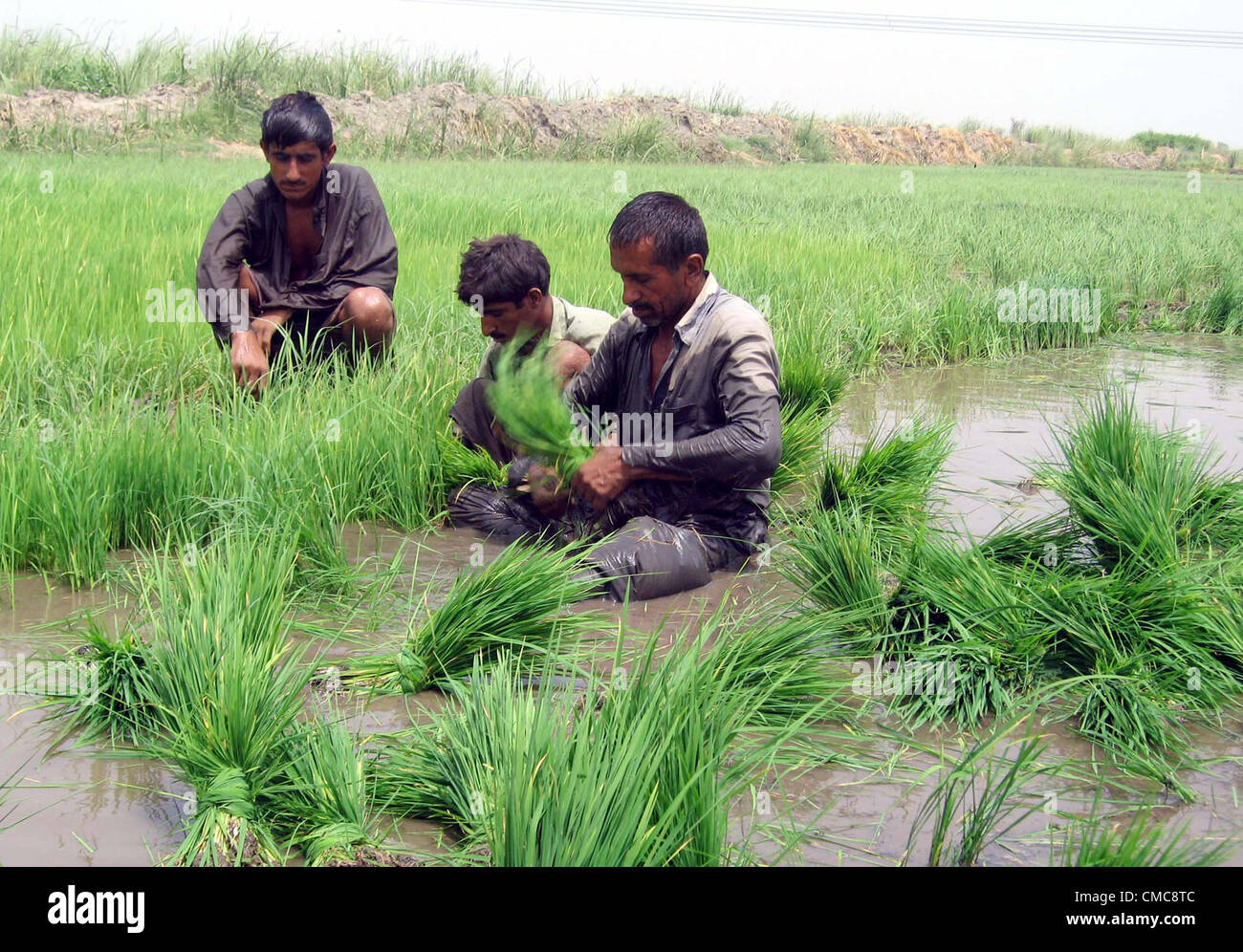 Peasants sow seeds at a paddy field in Garhi Khuda Bux on Monday, July