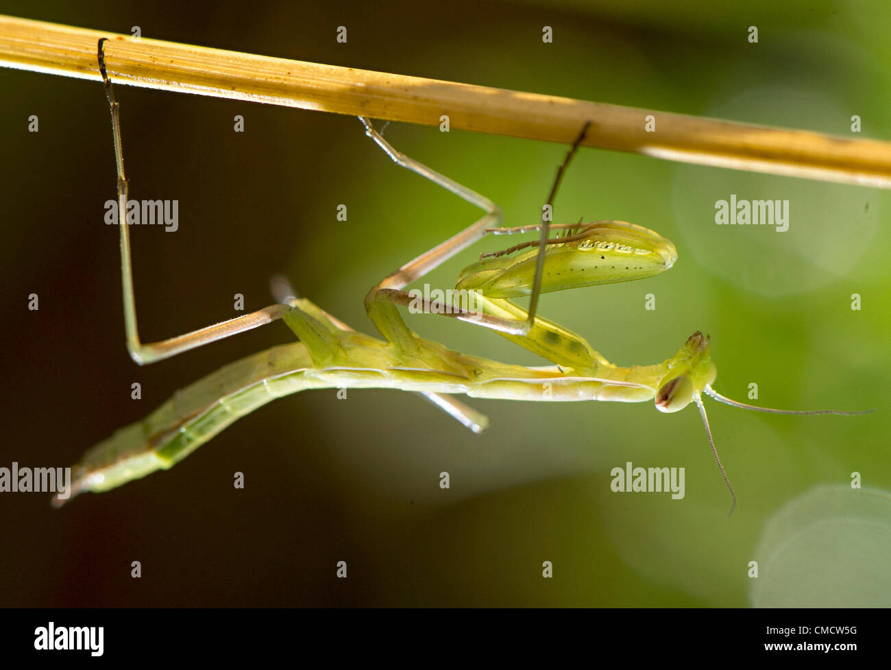 Like a praying mantis hires stock photography and images Alamy