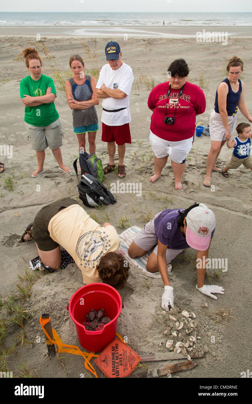 Turtle rescue volunteers remove trapped hatchling loggerhead turtles ...