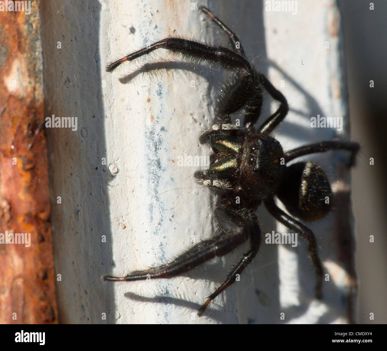 July 26, 2012 - Roseburg, Oregon, U.S - A large jumping spider climbs on fencepost near a seasonal creek on a farm in rural Douglas County near Roseburg, Ore. Jumping spiders have some of the best vision of any invertebrate which they use for hunting and courtship. (Credit Image: © Robin Loznak/ZUMAPRESS.com) Stock Photo