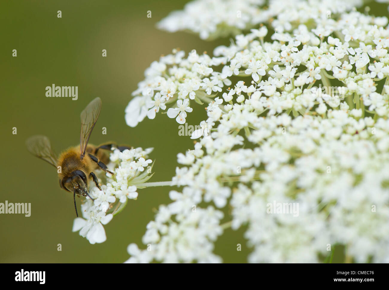 July 29, 2012 Roseburg, Oregon, U.S A honey bee feeds on a Queen Anne's lace flower growing