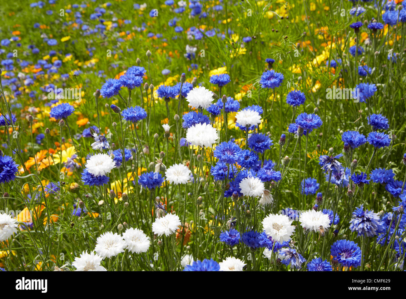 Great British Garden wildflower meadow flowers at Olympic Park, London
