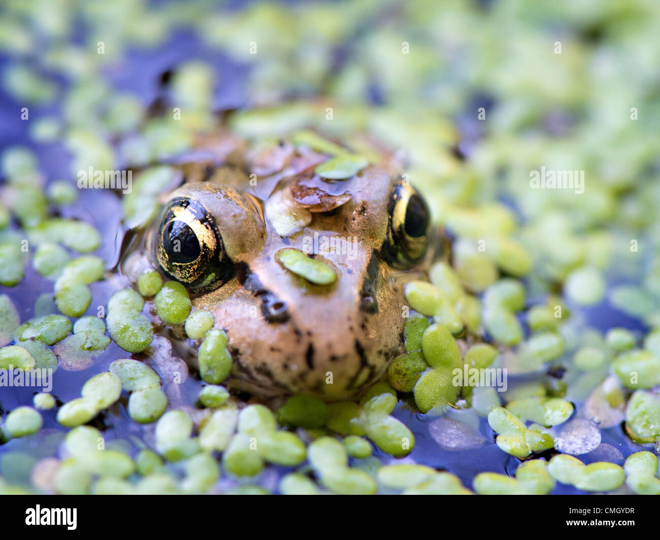 Aug. 8, 2012 Elkton, Oregon, U.S A Pacific tree frog swims through