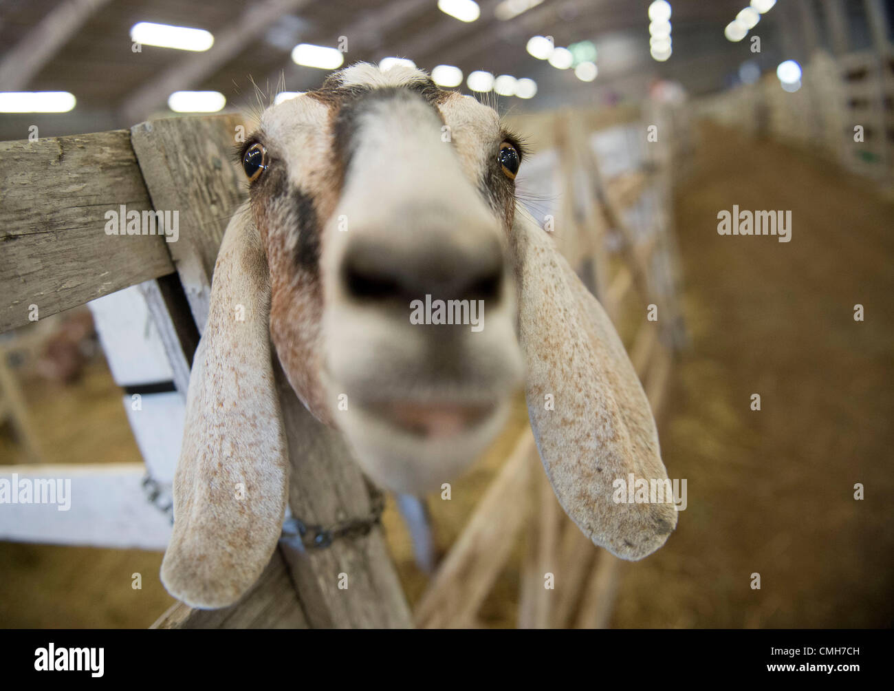 Aug. 9, 2012 Roseburg, Oregon, U.S A Nubian goat looks out of its