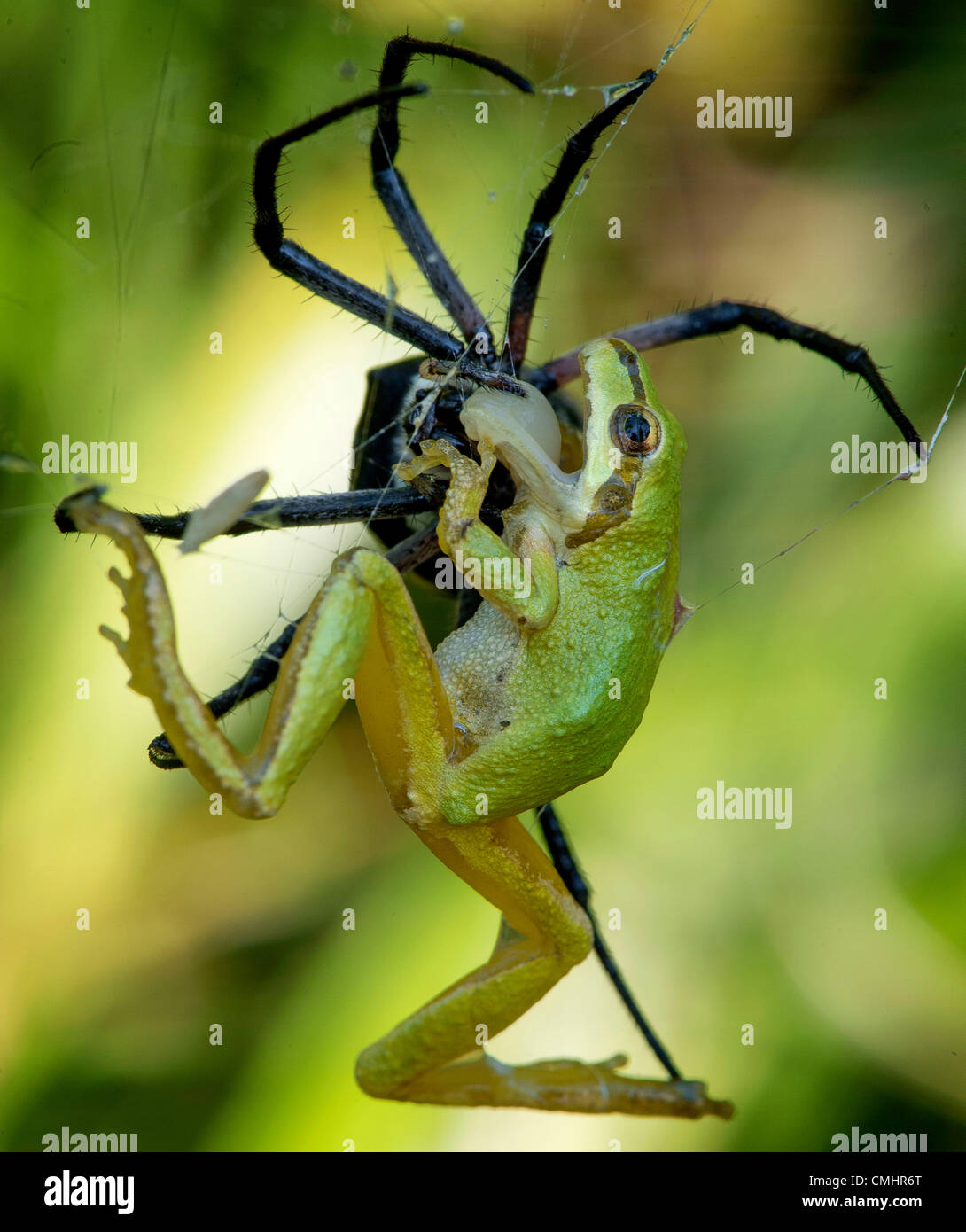 Aug. 12, 2012 - Roseburg, Oregon, U.S - A large black and yellow garden spider attacks and kills a Pacific tree frog in her web strung in a blackberry thicket along a seasonal creek near Roseburg. The spider will use her acidic saliva and stomach acids to liquify the frog as she consumes it. (Credit Image: © Robin Loznak/ZUMAPRESS.com) Stock Photo