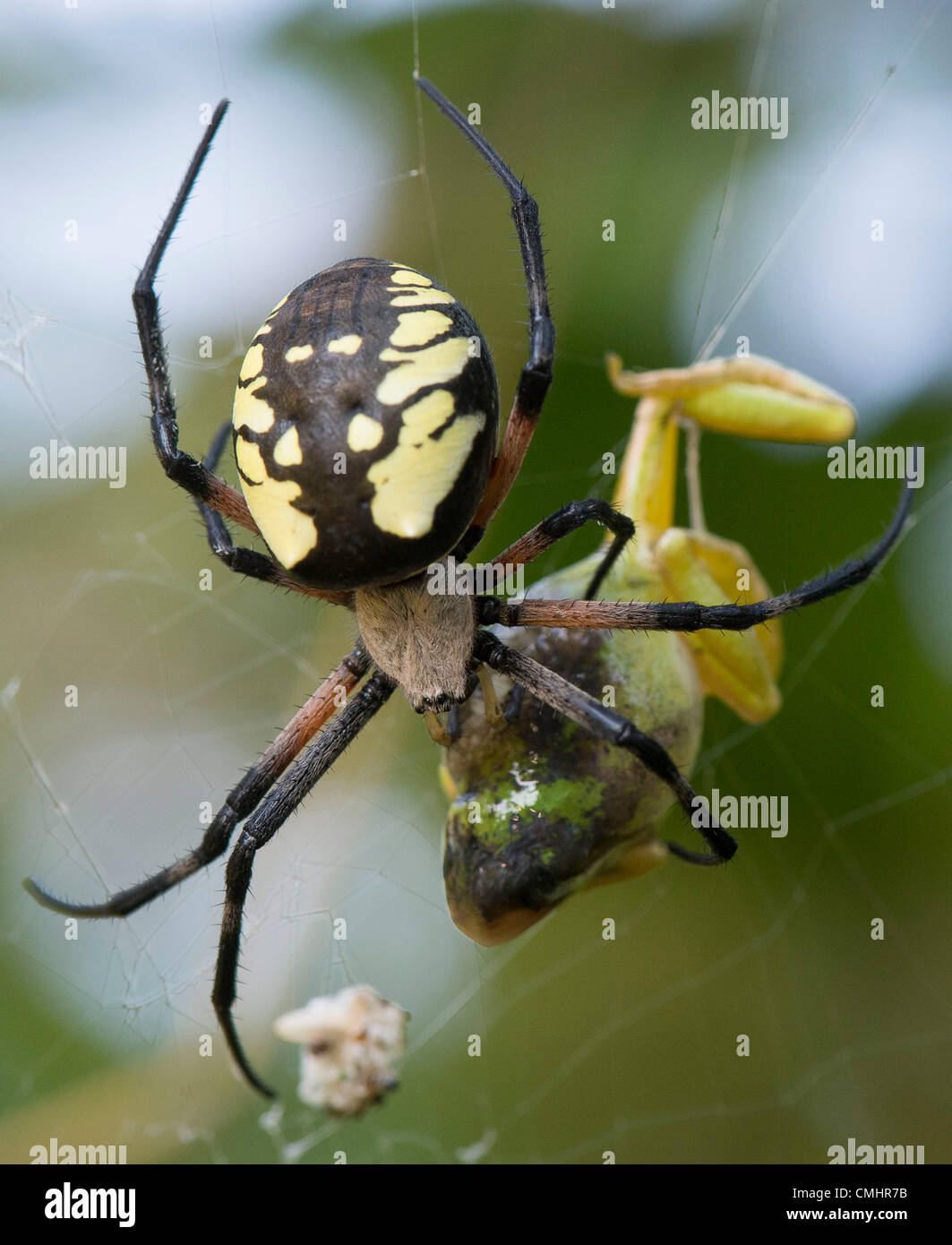 Aug. 12, 2012 - Roseburg, Oregon, U.S - A large black and yellow garden spider uses her acidic saliva and stomach acids to liquify a Pacific tree frog as she consumes it in her web strung in a blackberry thicket along a seasonal creek near Roseburg. (Credit Image: © Robin Loznak/ZUMAPRESS.com) Stock Photo