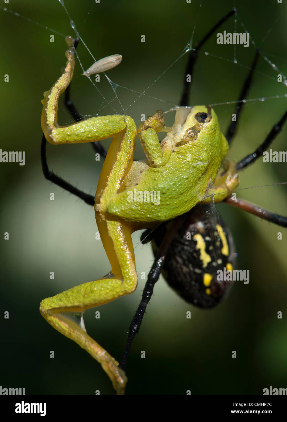 Aug 12 2012 Roseburg Oregon U S A Large Black And Yellow