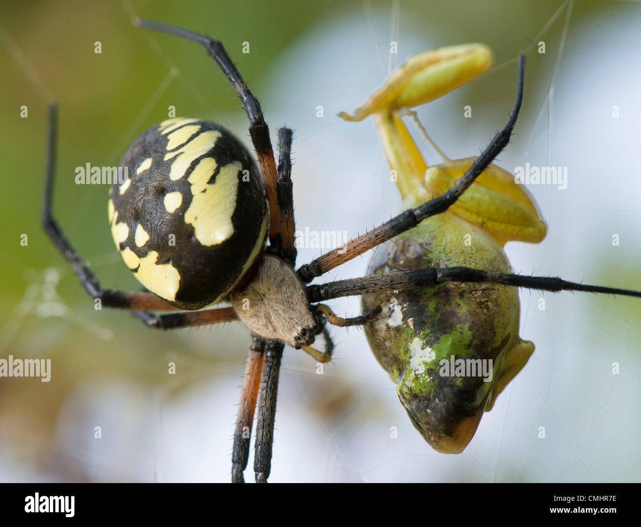Aug. 12, 2012 - Roseburg, Oregon, U.S - A large black and yellow garden spider uses her acidic saliva and stomach acids to liquify a Pacific tree frog as she consumes it in her web strung in a blackberry thicket along a seasonal creek near Roseburg. (Credit Image: © Robin Loznak/ZUMAPRESS.com) Stock Photo