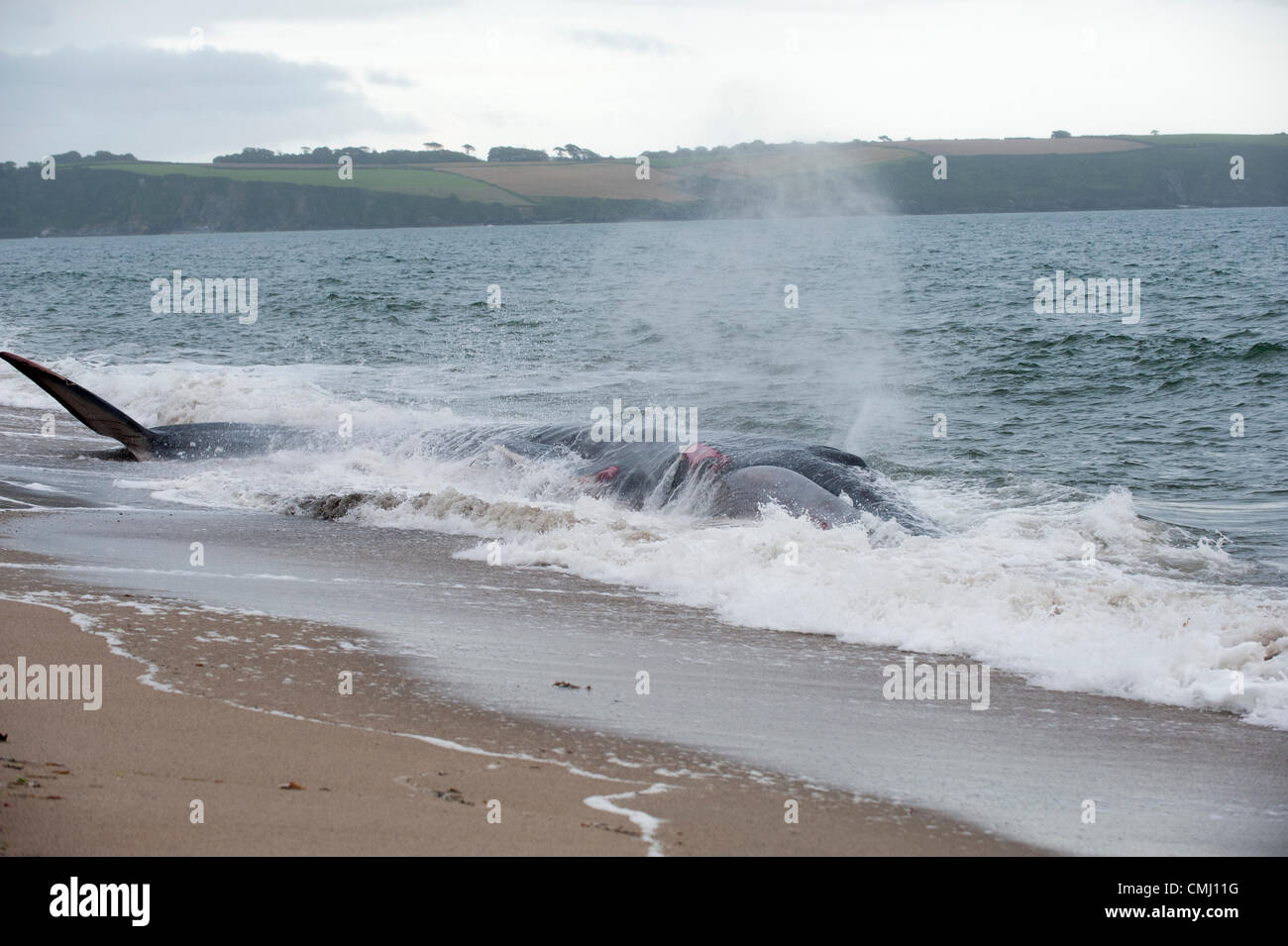 St Austell, Cornwall, UK. 13th August 2012. A fin whale lies beached on Carlyon Bay Beach near St Austell, Cornwall. The whale had earlier been spotted in St Austell Bay. According to reports, experts said the animal would have to be put down. Stock Photo