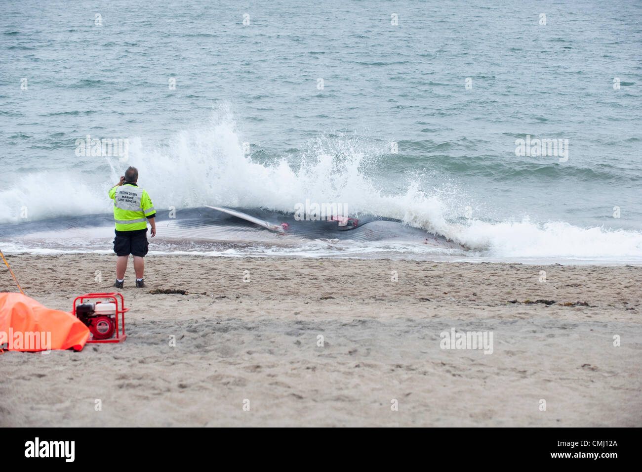 St Austell, Cornwall, UK. 13th August 2012. A fin whale lies beached on Carlyon Bay Beach near St Austell, Cornwall. The whale had earlier been spotted in St Austell Bay. According to reports, experts said the animal would have to be put down. Stock Photo