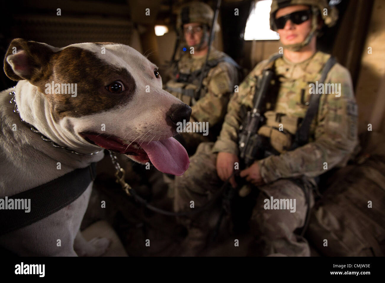 Собака alt. Военная собака. Американские военные собаки. Собака в американской армии. Военный питбуль.