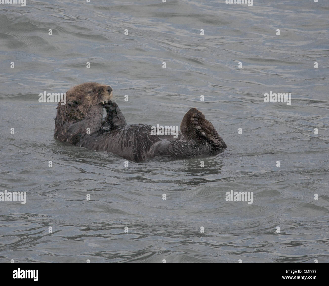 July 1, 2012 - Alaska, US - A Sea Otter (Enhydra lutris) in Alaskaâ€™s Kenai Fjords National Park Resurrection Bay. The largest member of the weasel family and the smallest marine mammal, ninety percent of the worldâ€™s sea otters live in coastal Alaska where its numbers have declined over the past 20 years and they remain classified as an endangered species. (Credit Image: © Arnold Drapkin/ZUMAPRESS.com) Stock Photo