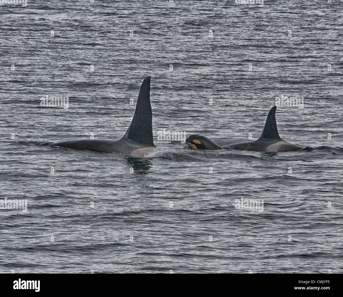 July 1, 2012 - Alaska, US - A young Orca calf, swims between an adult ...
