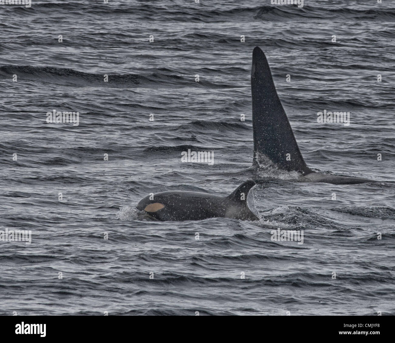 July 1, 2012 - Alaska, US - A young Orca calf, swimming next to an ...