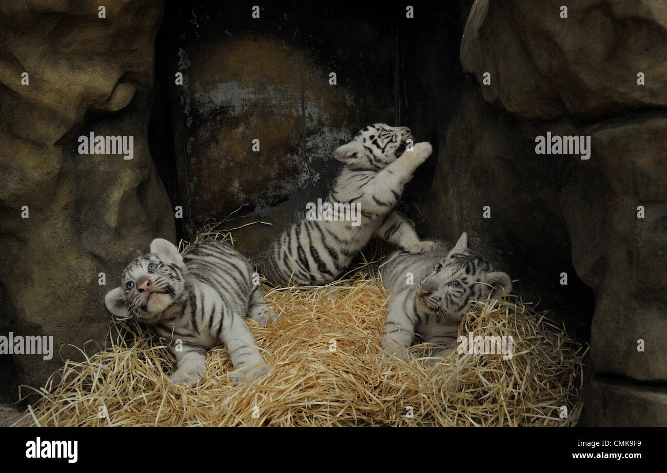 HappyFamily: Indian white tiger cubs are winning over Czech Republic