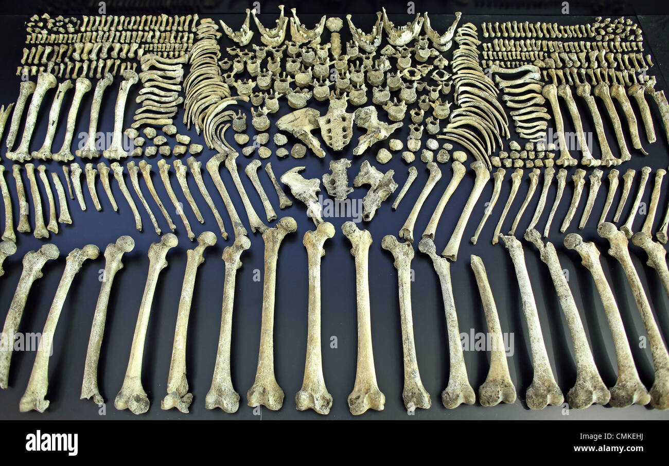 5,000 year old human bones are on display in the exhibition in the