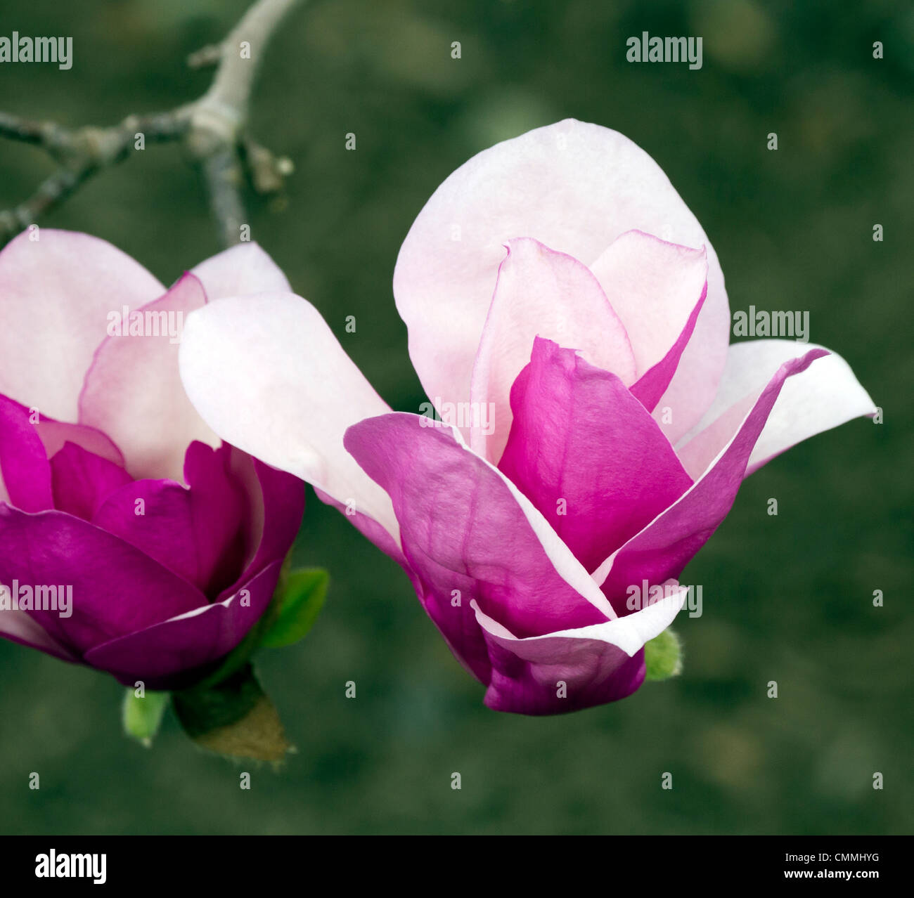 Saucer magnolia x soulangianna Alexandrina blossom flower Stock Photo