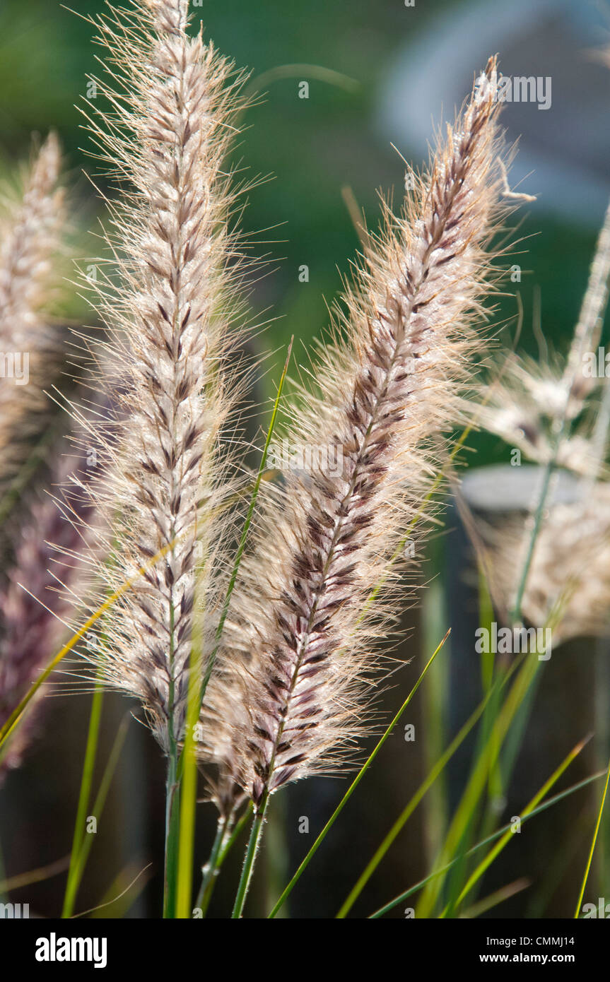 Swamp foxtail grass hi-res stock photography and images - Alamy