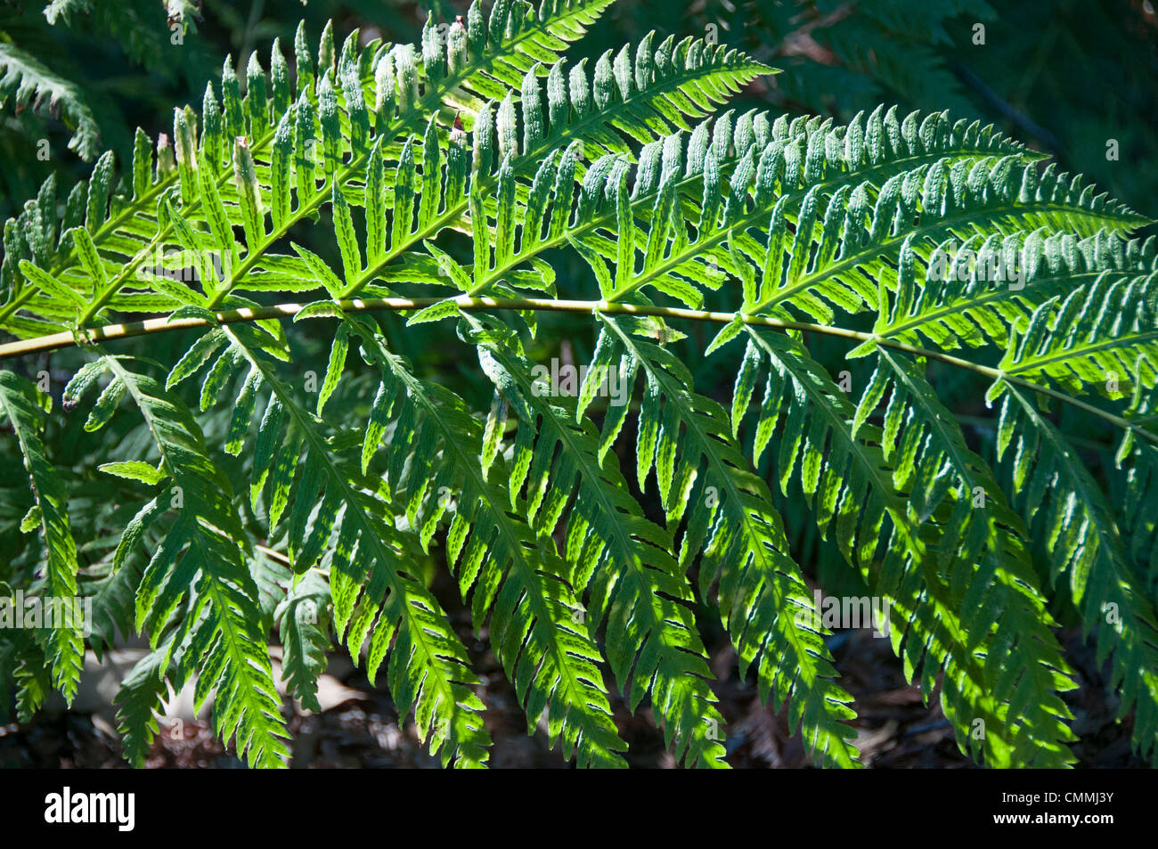 fern branches Stock Photo