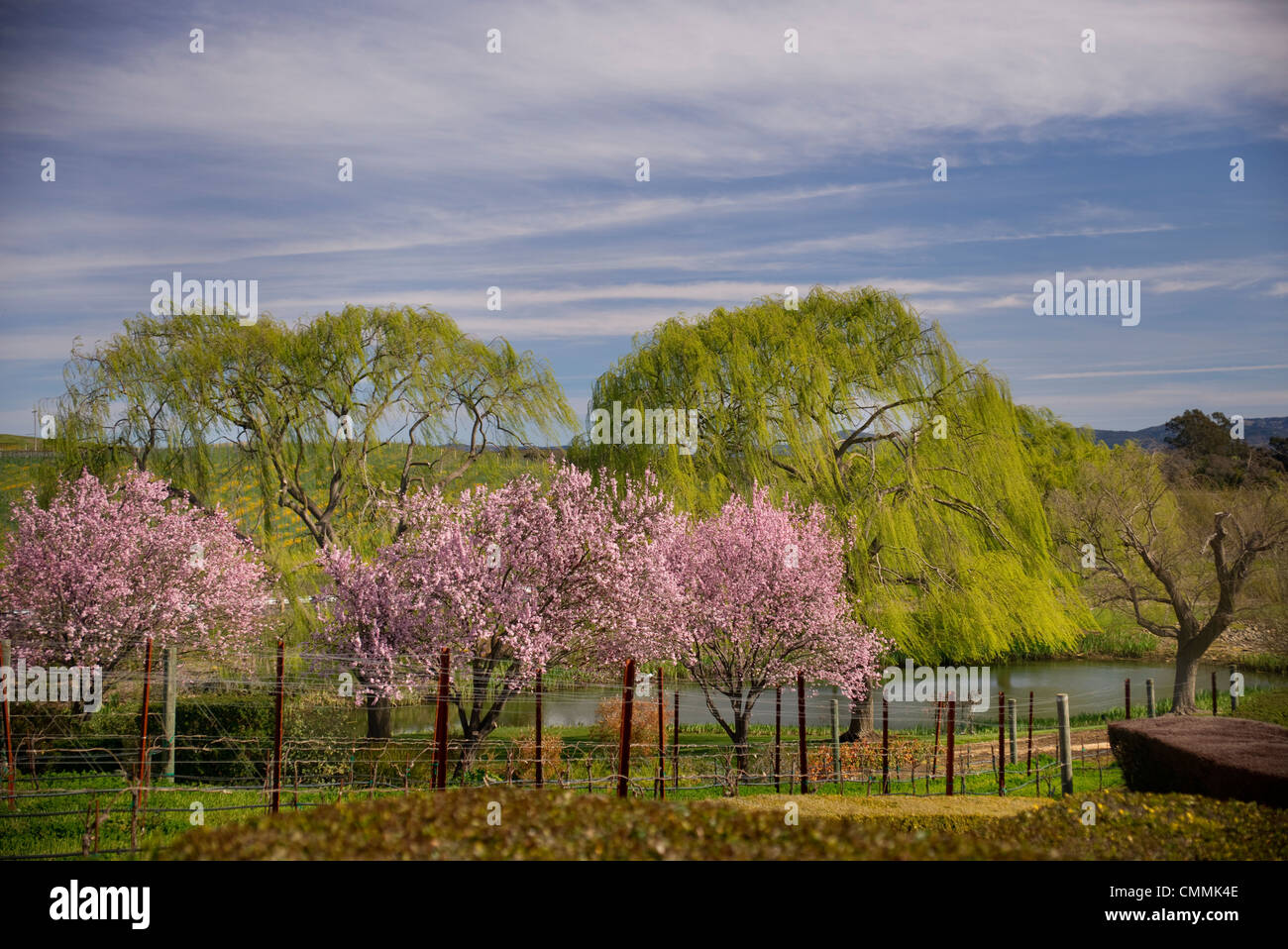 California flowers; California ; cherry blossom;Japanese Cherry Blossom