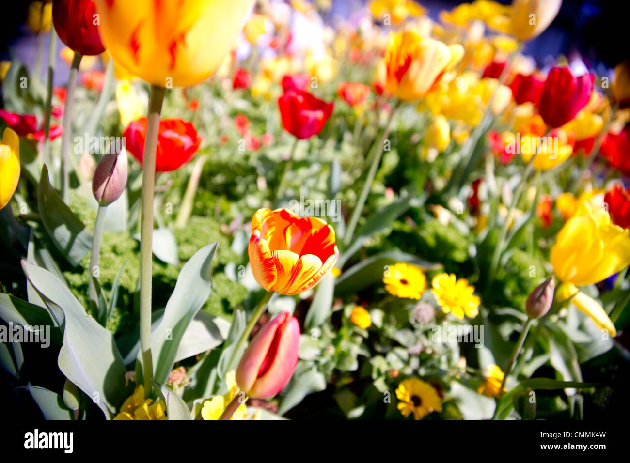 Yellow Flower; San Fransisco Pier; Tulip Cluster; Daisy and Tulips