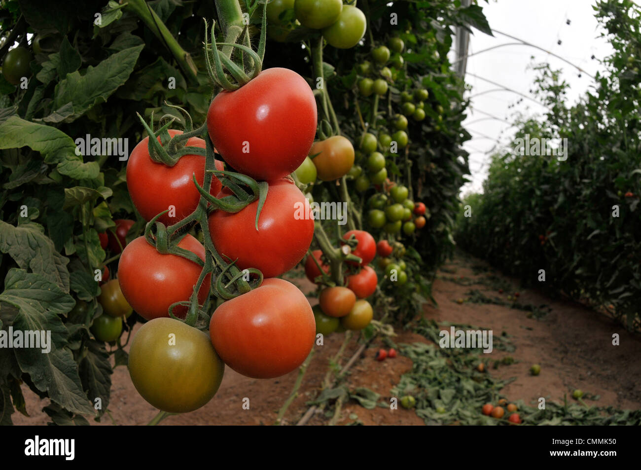 Crop of organic tomatoes in the Negev Desert Israel Stock Photo Alamy
