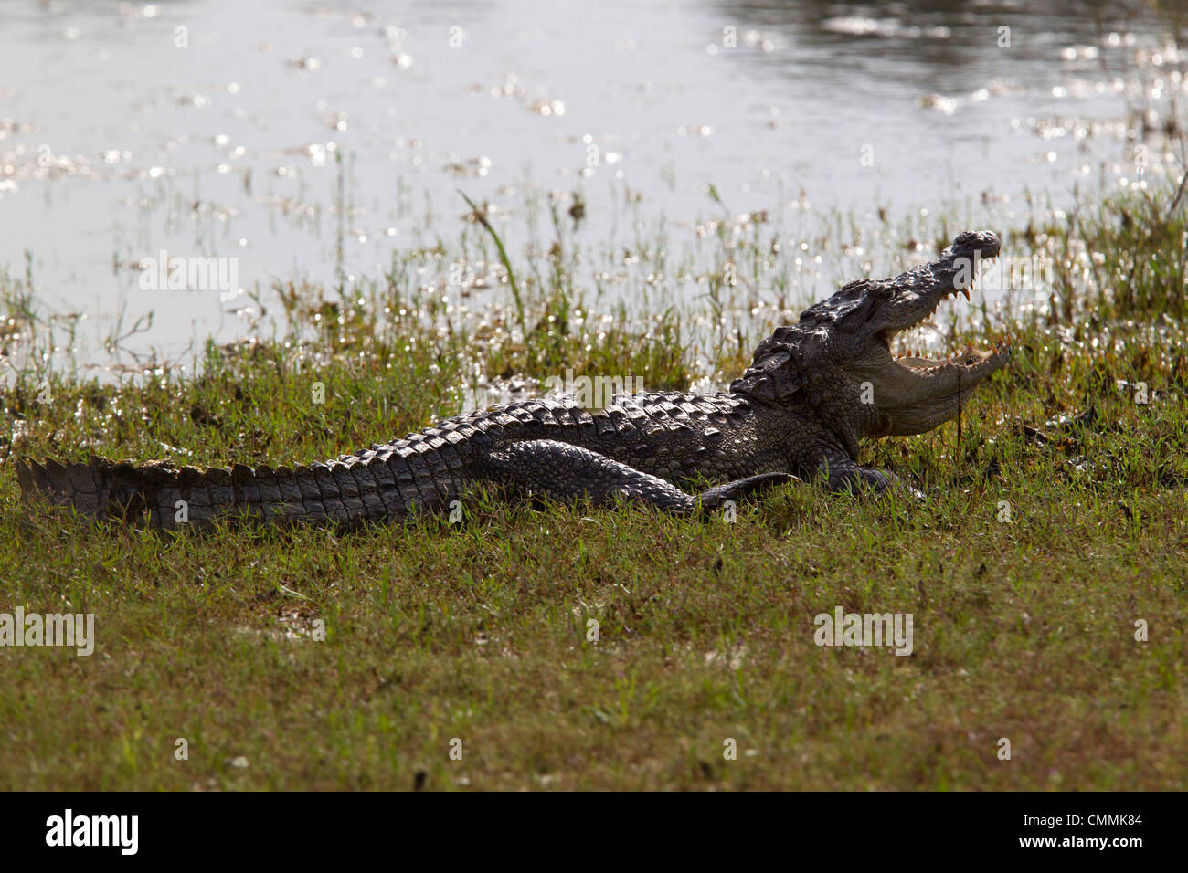 Indian mugger, marsh crocodile, mouth open, Yala Stock Photo - Alamy